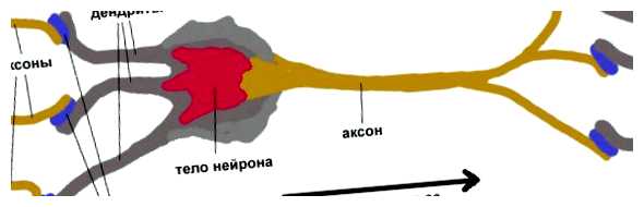 Чему равна скорость мысли